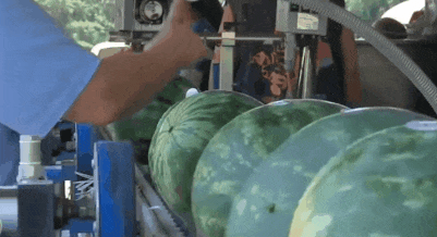 中国吃瓜最多的城市,揭秘瓜城风云录