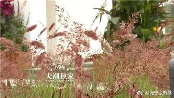 网红打卡仿真绿植,仿真绿植，打造家居绿意盎然新风尚