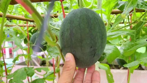 近期最新吃瓜,揭秘明星幕后真相，揭秘幕后黑幕