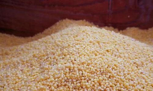 网红狗小米,萌宠界的明星风采