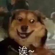 狗 吃瓜表情,萌态百出，欢乐无限