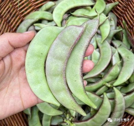 猫耳吃瓜墙,揭秘娱乐圈幕后故事