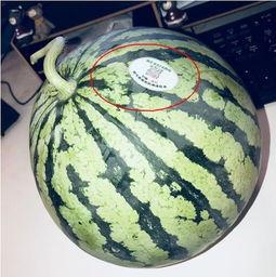 网红的视频吃瓜