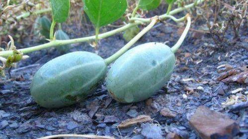 松瓜可以晒干吃吗