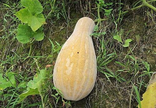 缅甸搞笑吃瓜图片,笑料百出引人捧腹